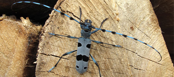 Totholz voller Leben