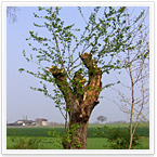 Bach- und Kopfweidenunterhalt