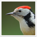 Biodiversität, Projekte